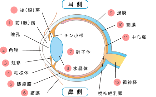 眼球断面図